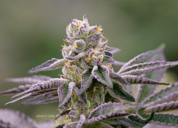 Platinum Girl Scout Cookie Weed Strain